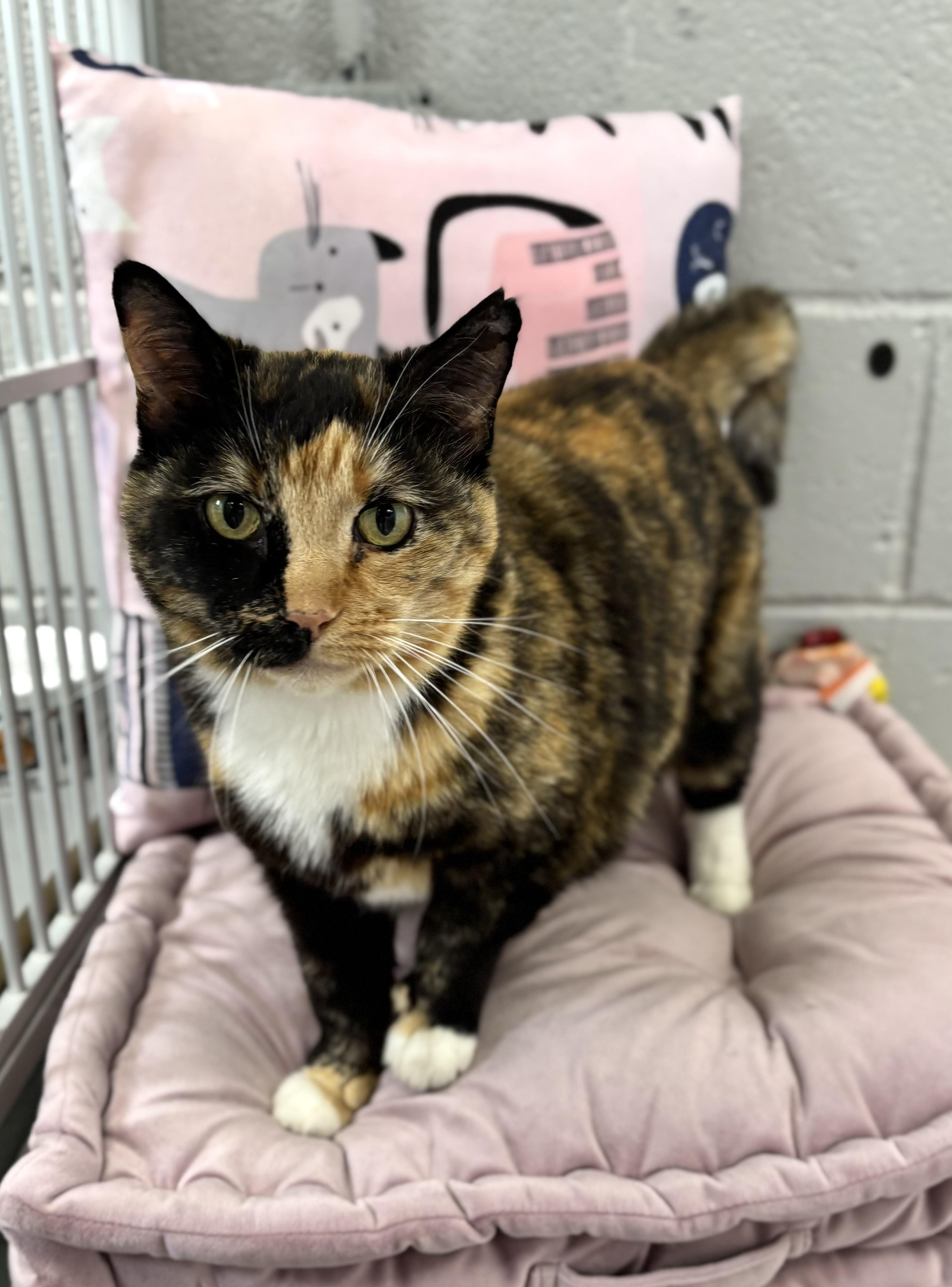 Enlarge Meekers, a ADOPTABLE Domestic Short Hair in Bardstown, KY image 2/5