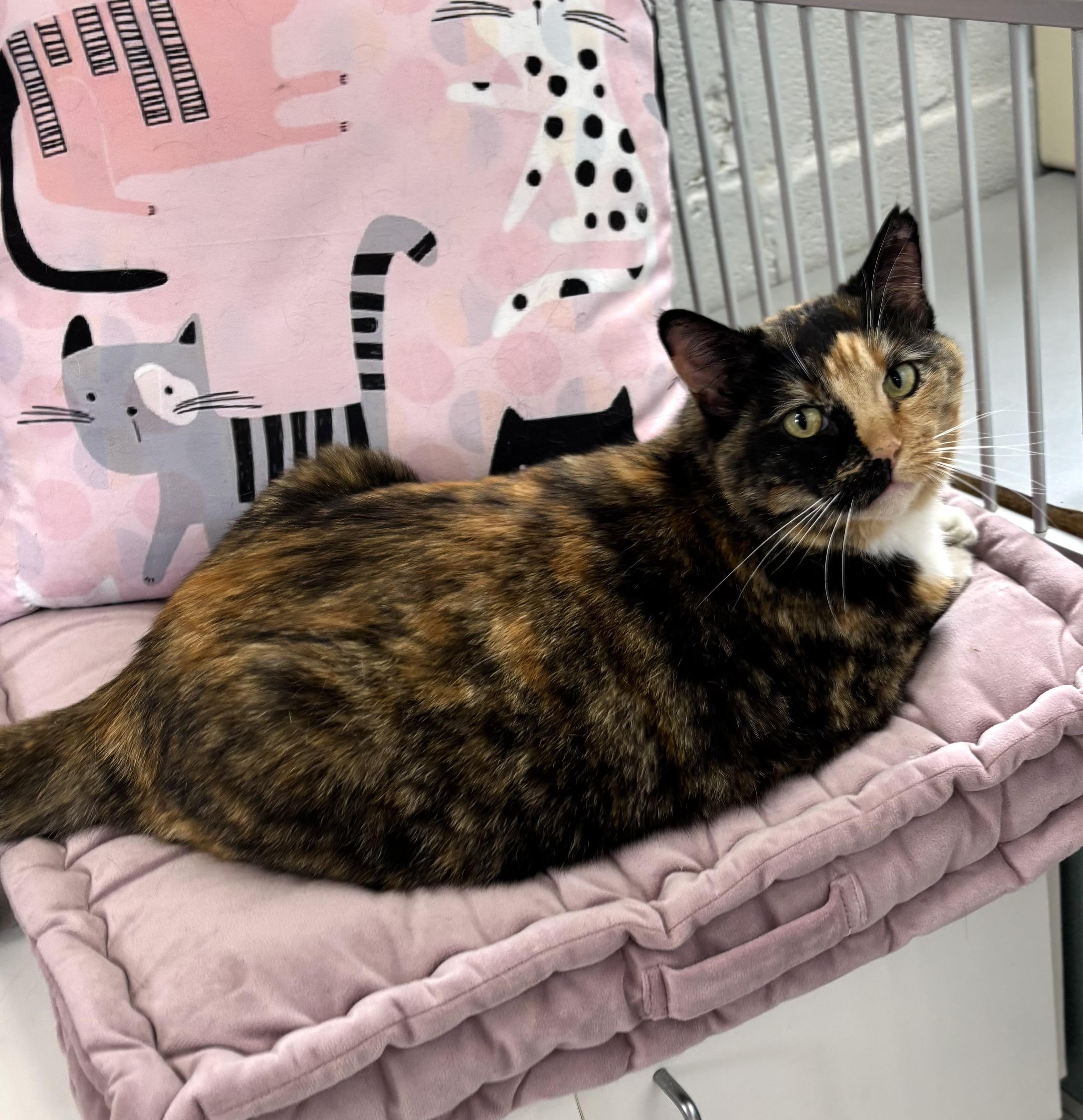 Enlarge Meekers, a ADOPTABLE Domestic Short Hair in Bardstown, KY image 5/5