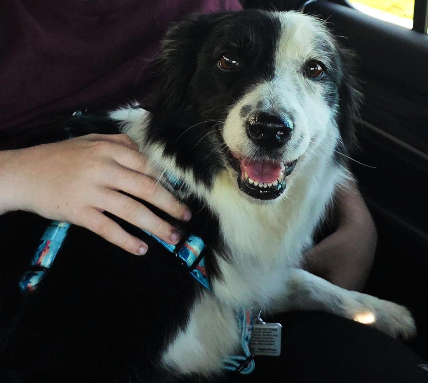 Enlarge Lexi, an adopted Border Collie in Cordova, TN image 3/5