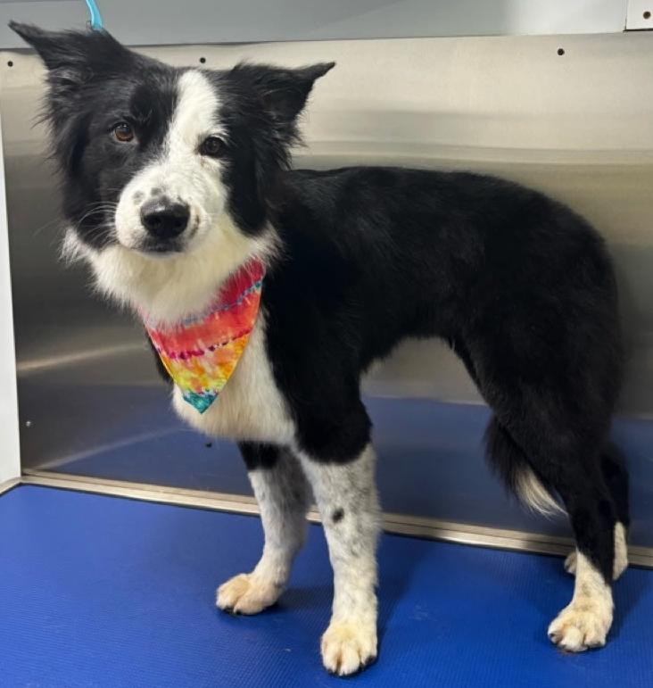 Enlarge Lexi, an adopted Border Collie in Cordova, TN image 5/5