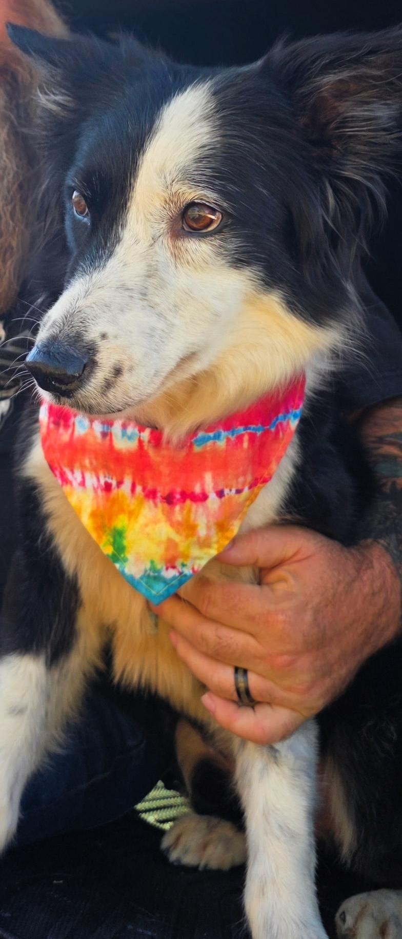 Enlarge Lexi, an adopted Border Collie in Cordova, TN image 4/5