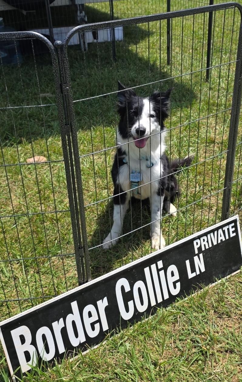 Enlarge Lexi, an adopted Border Collie in Cordova, TN image 2/5