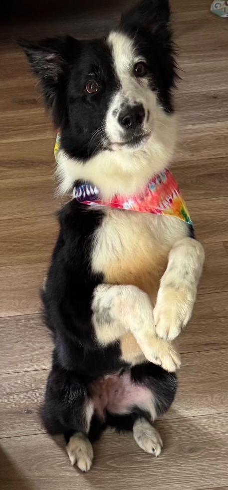 Lexi, adopted, Adult Female Border Collie.