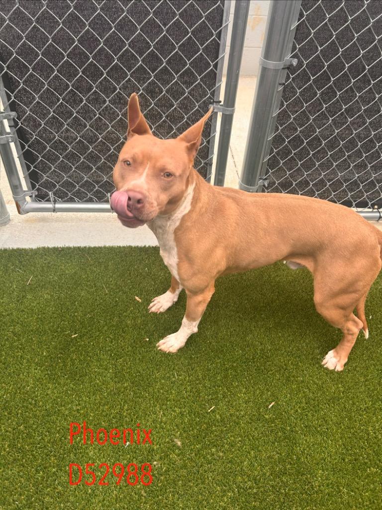 Phoenix, Adoptable, Young Male Pit Bull Terrier.