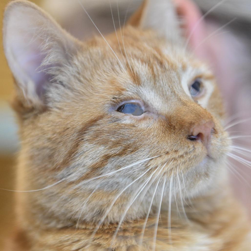 Ray, Adoptable, Young Male Domestic Short Hair.