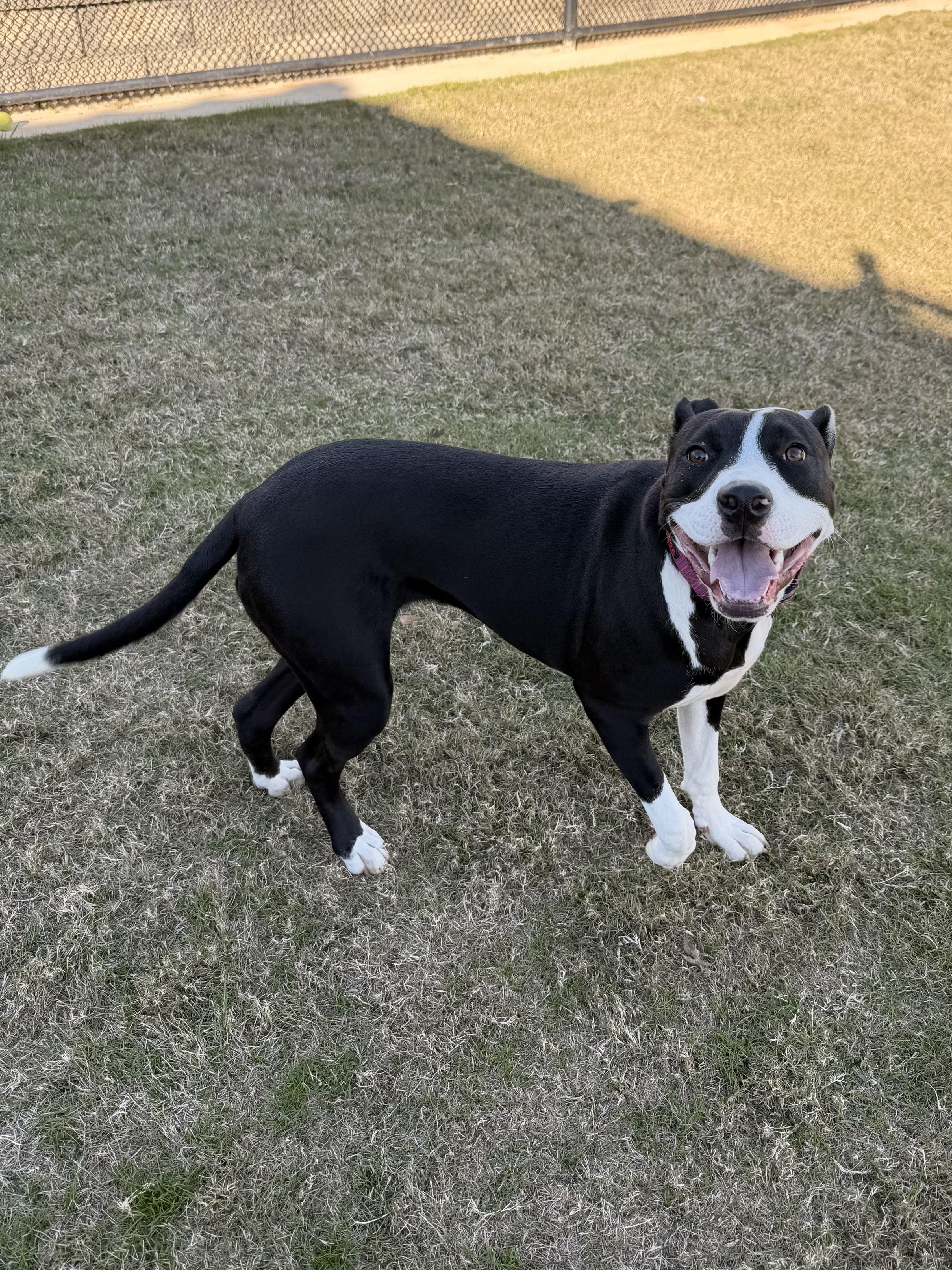 Bella Rose, an adoptable mixed breed in Daphne, AL image 1/4