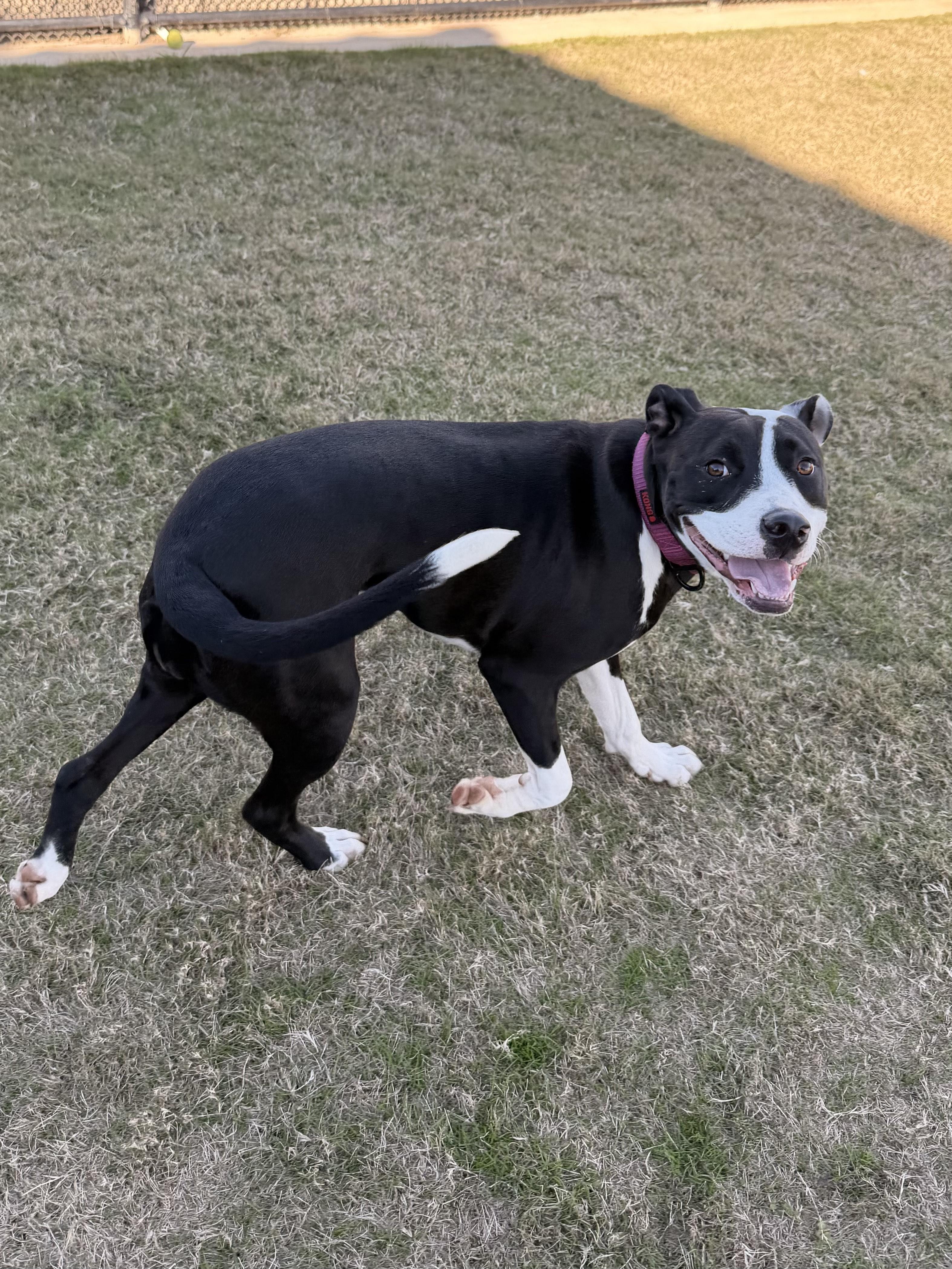 Bella Rose, an adoptable mixed breed in Daphne, AL image 2/4