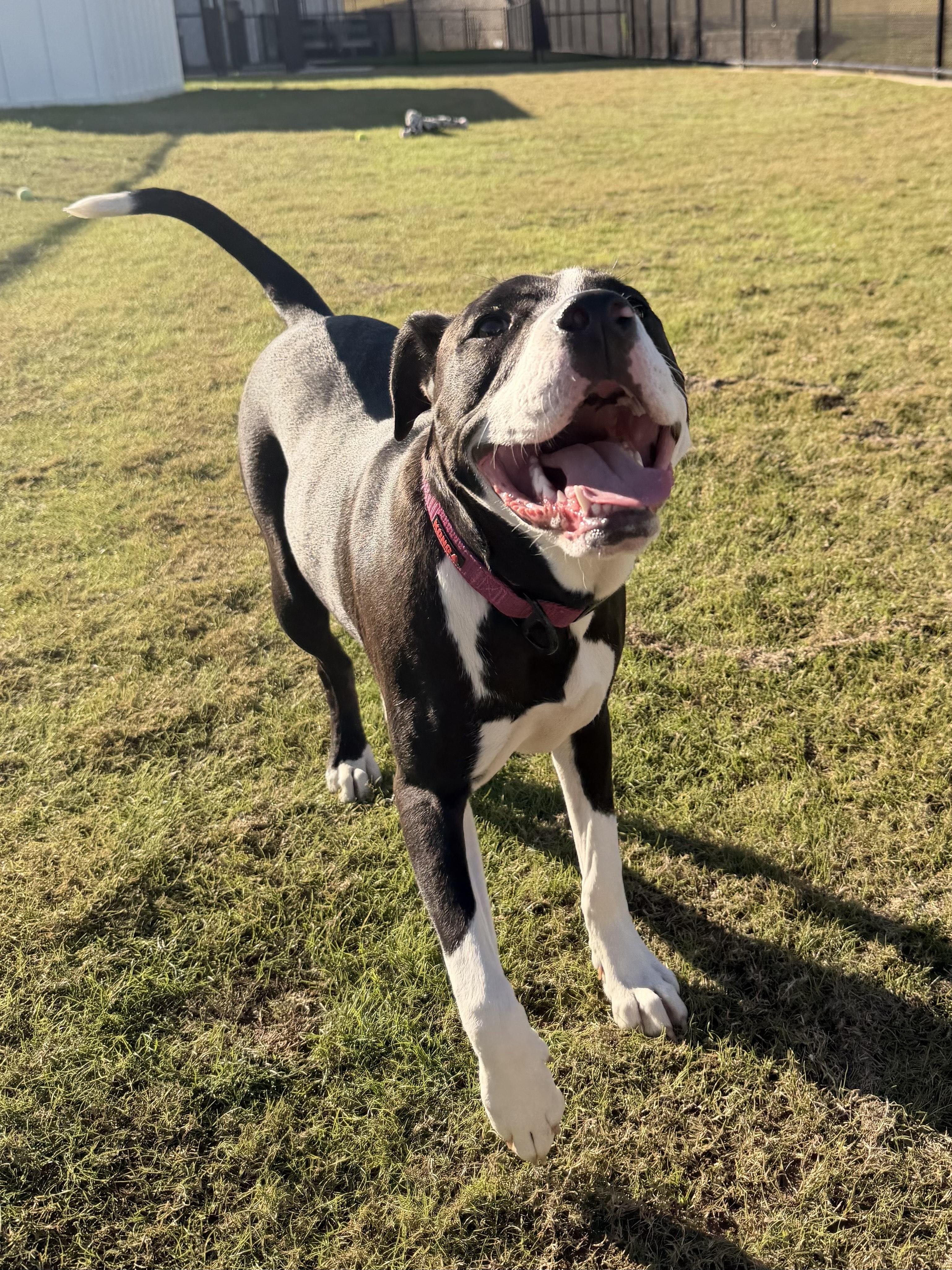 Bella Rose, an adoptable mixed breed in Daphne, AL image 3/4