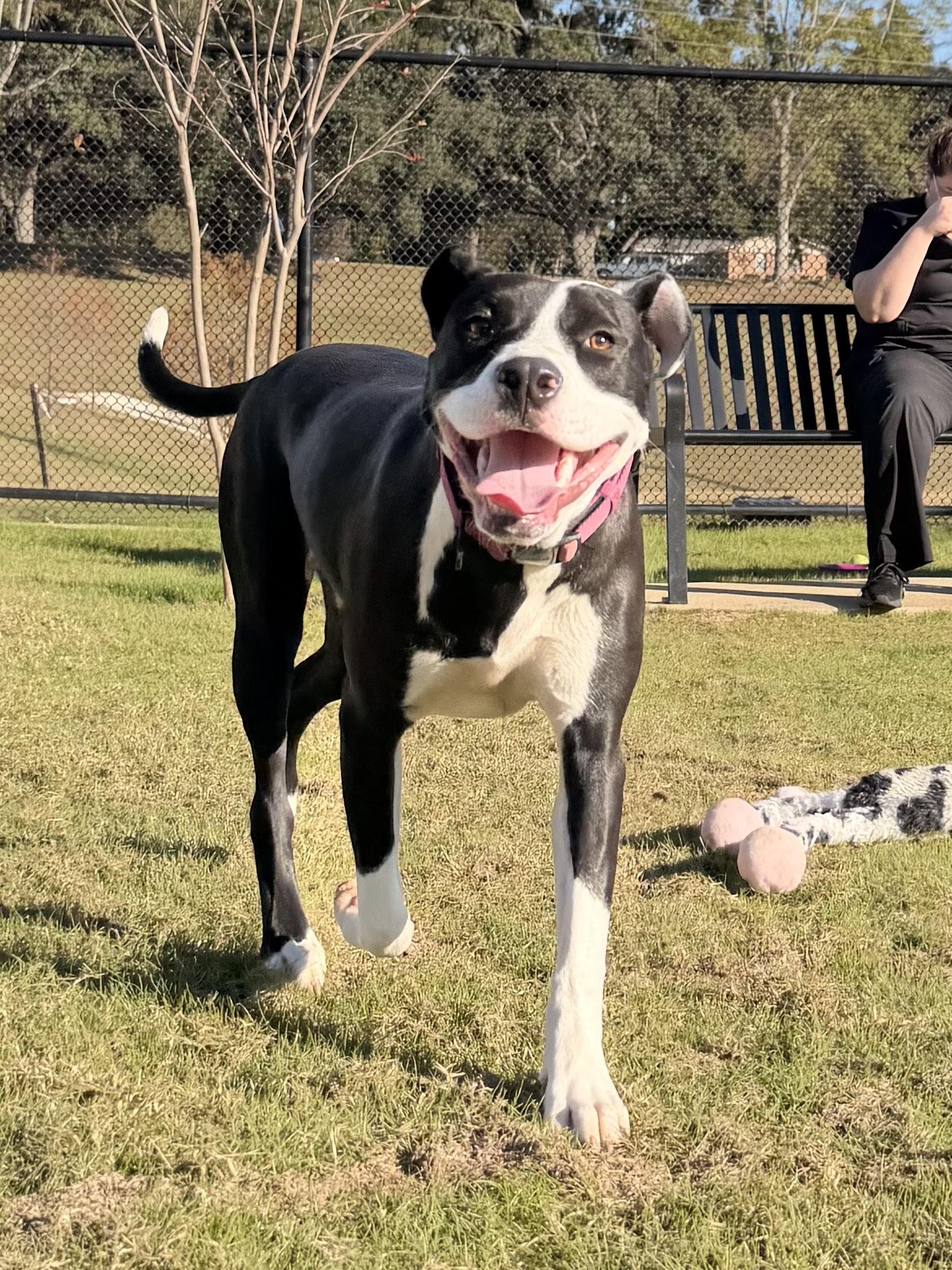 Bella Rose, an adoptable mixed breed in Daphne, AL image 4/4