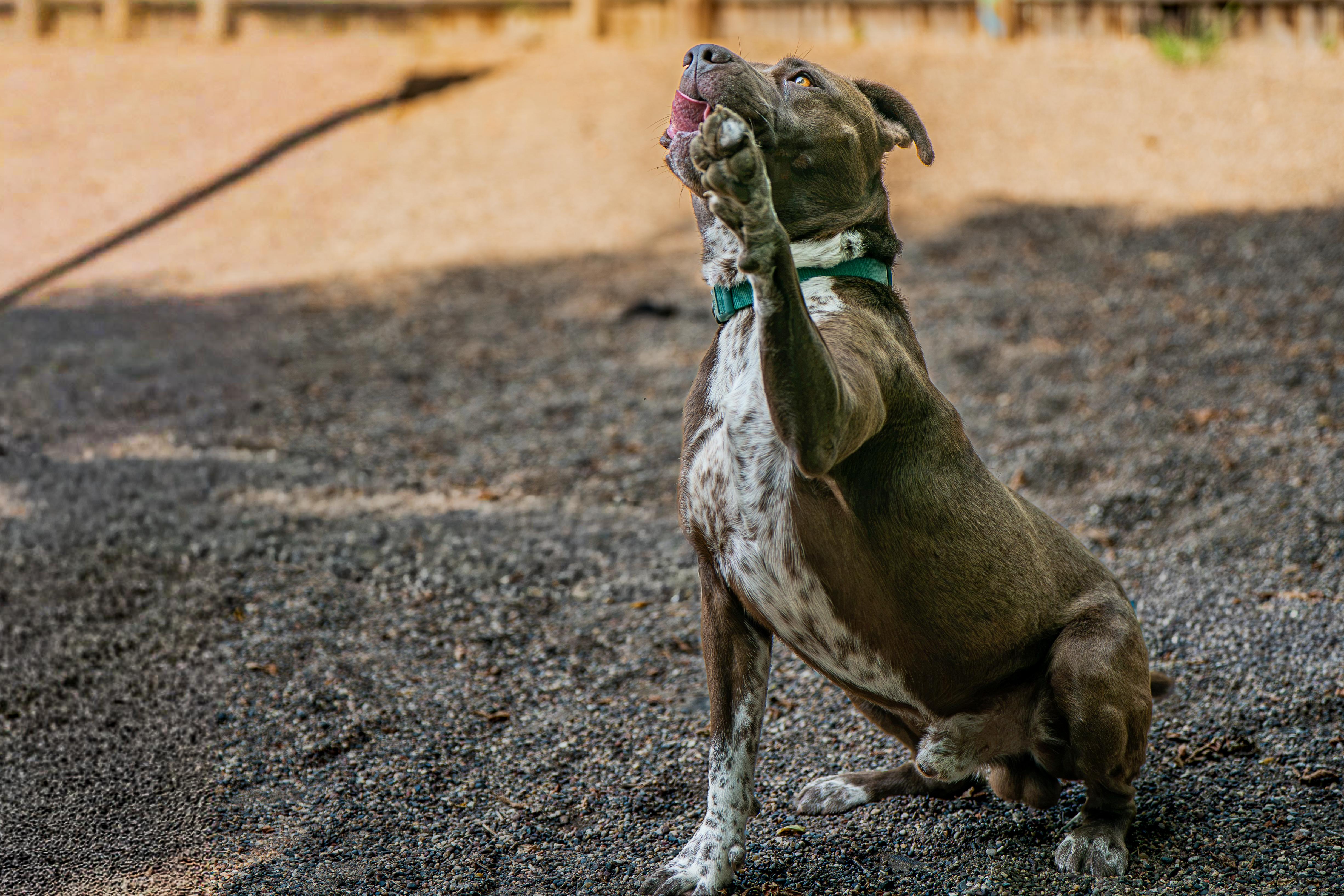 Enlarge Goliath, a ADOPTABLE mixed breed in Red Wing, MN image 4/6