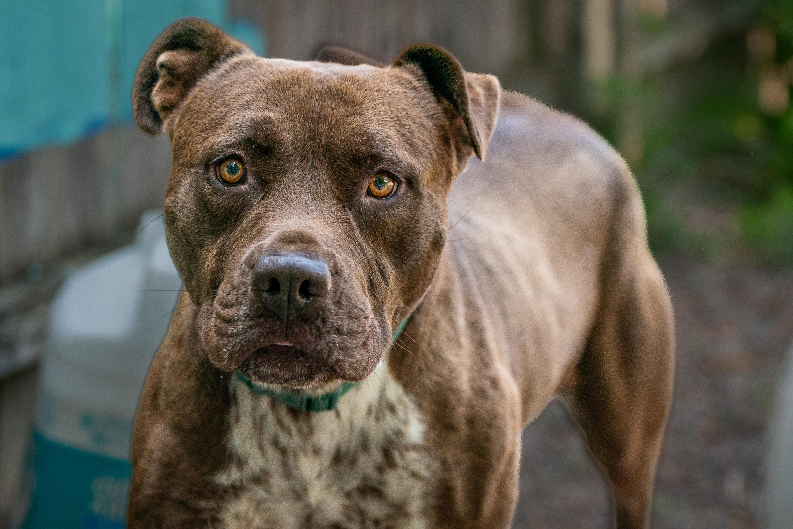 Enlarge Goliath, a ADOPTABLE mixed breed in Red Wing, MN image 3/6