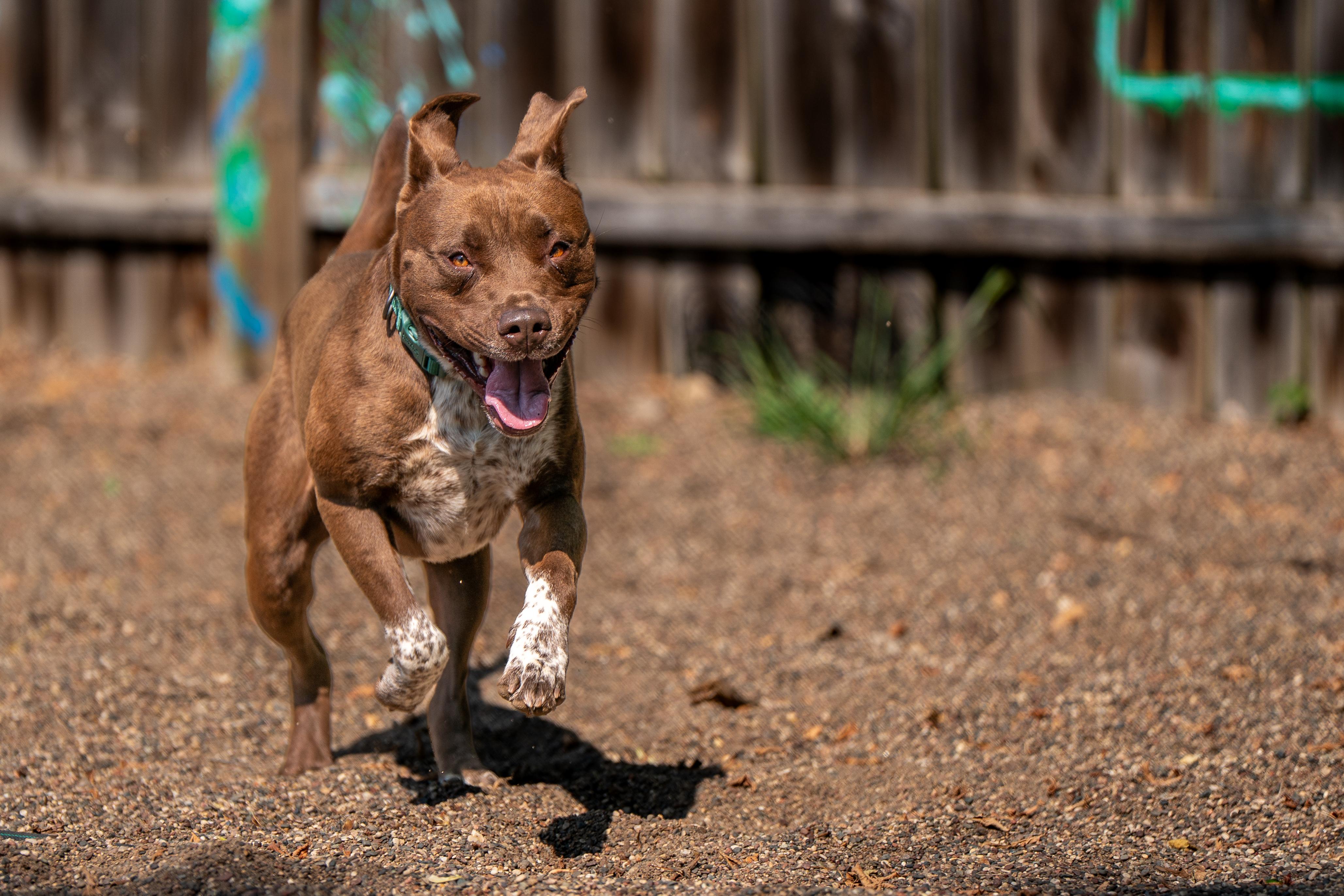 Enlarge Goliath, a ADOPTABLE mixed breed in Red Wing, MN image 2/6