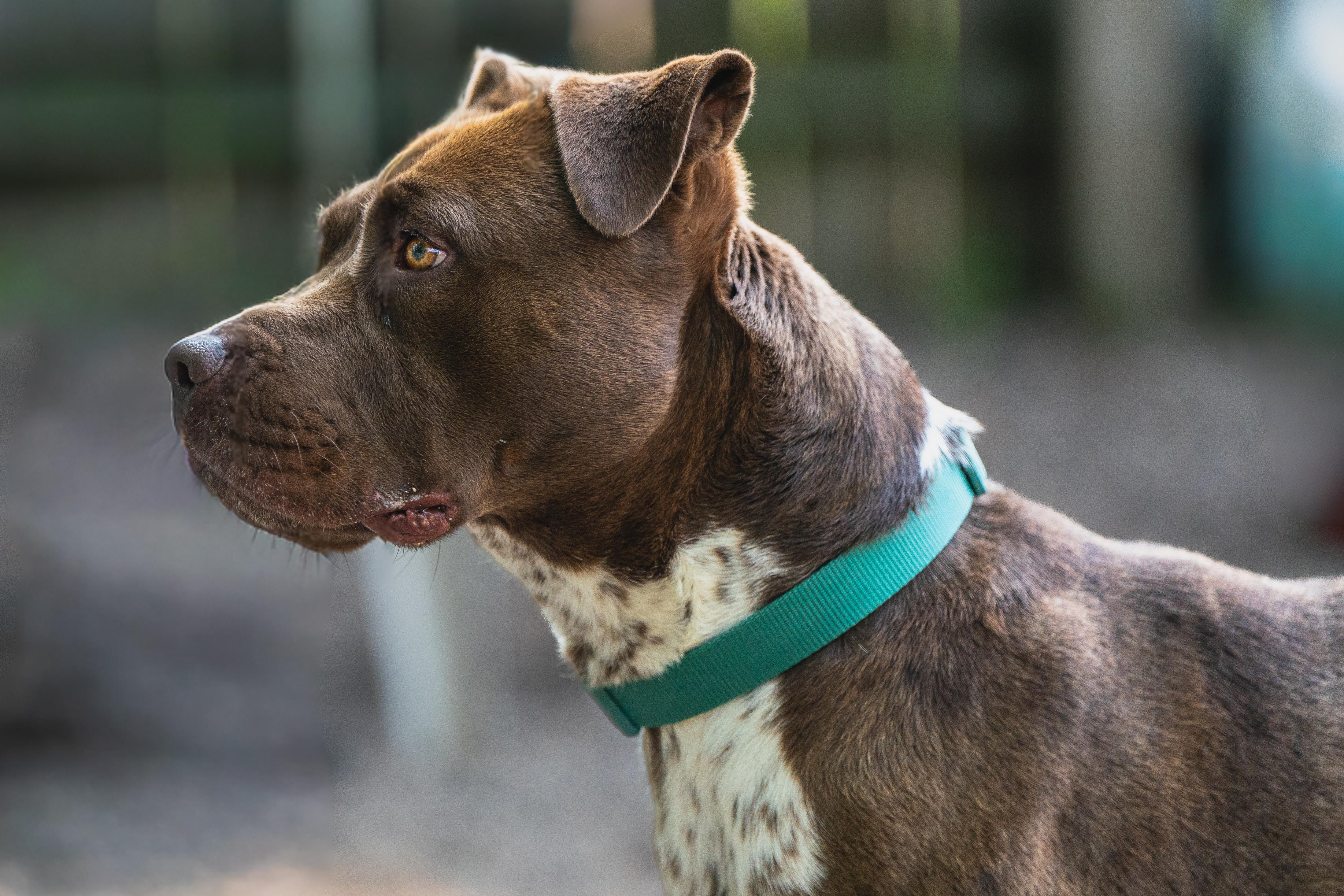 Enlarge Goliath, a ADOPTABLE mixed breed in Red Wing, MN image 5/6