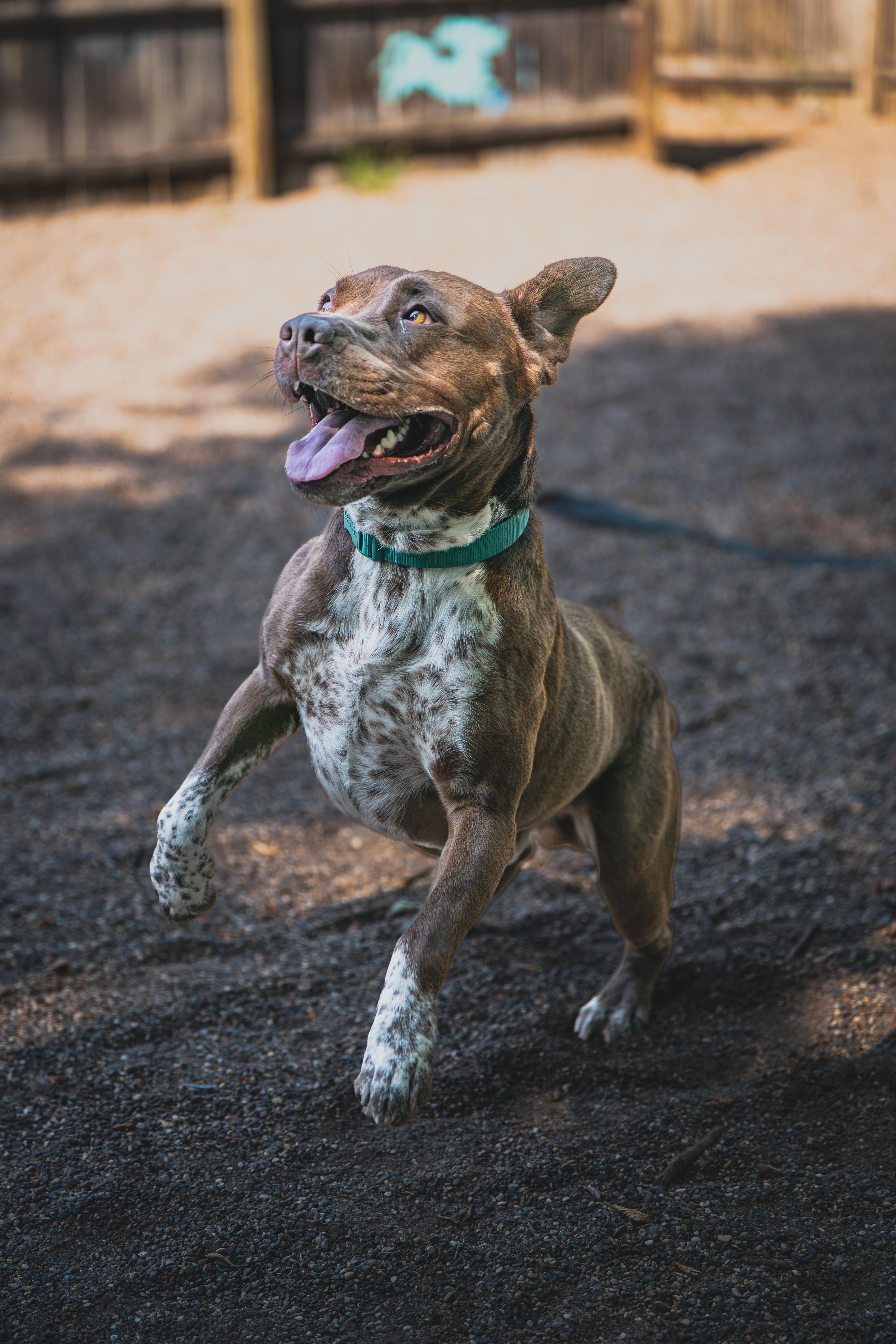 Enlarge Goliath, a ADOPTABLE mixed breed in Red Wing, MN image 6/6