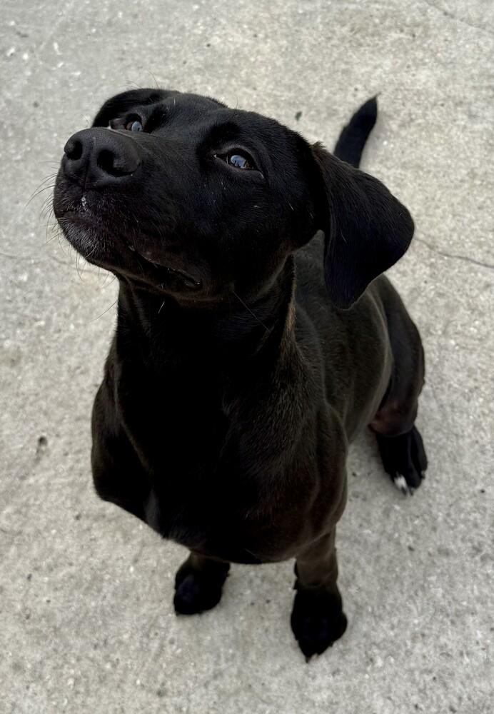 Enlarge Coal, a Adoptable mixed breed in Crescent City, FL image 1/5