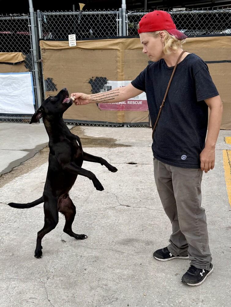 Enlarge Coal, a Adoptable mixed breed in Crescent City, FL image 2/5