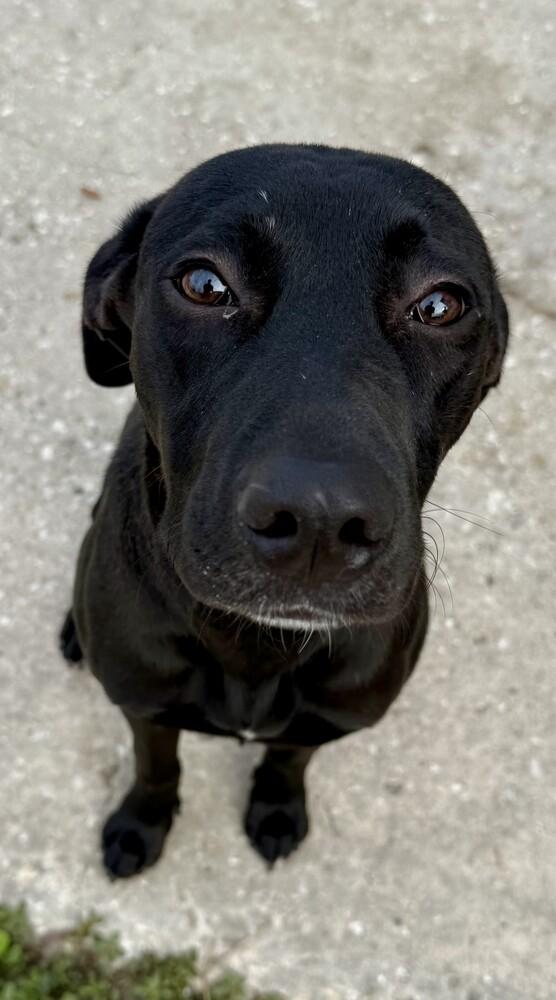 Enlarge Coal, a Adoptable mixed breed in Crescent City, FL image 3/5