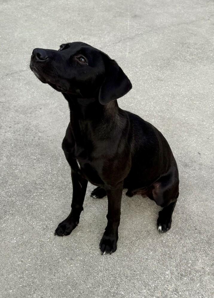 Enlarge Coal, a Adoptable mixed breed in Crescent City, FL image 4/5