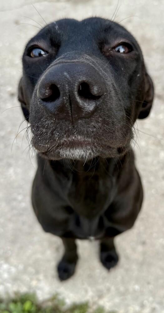 Coal, Adoptable, Young Male Labrador Retriever.