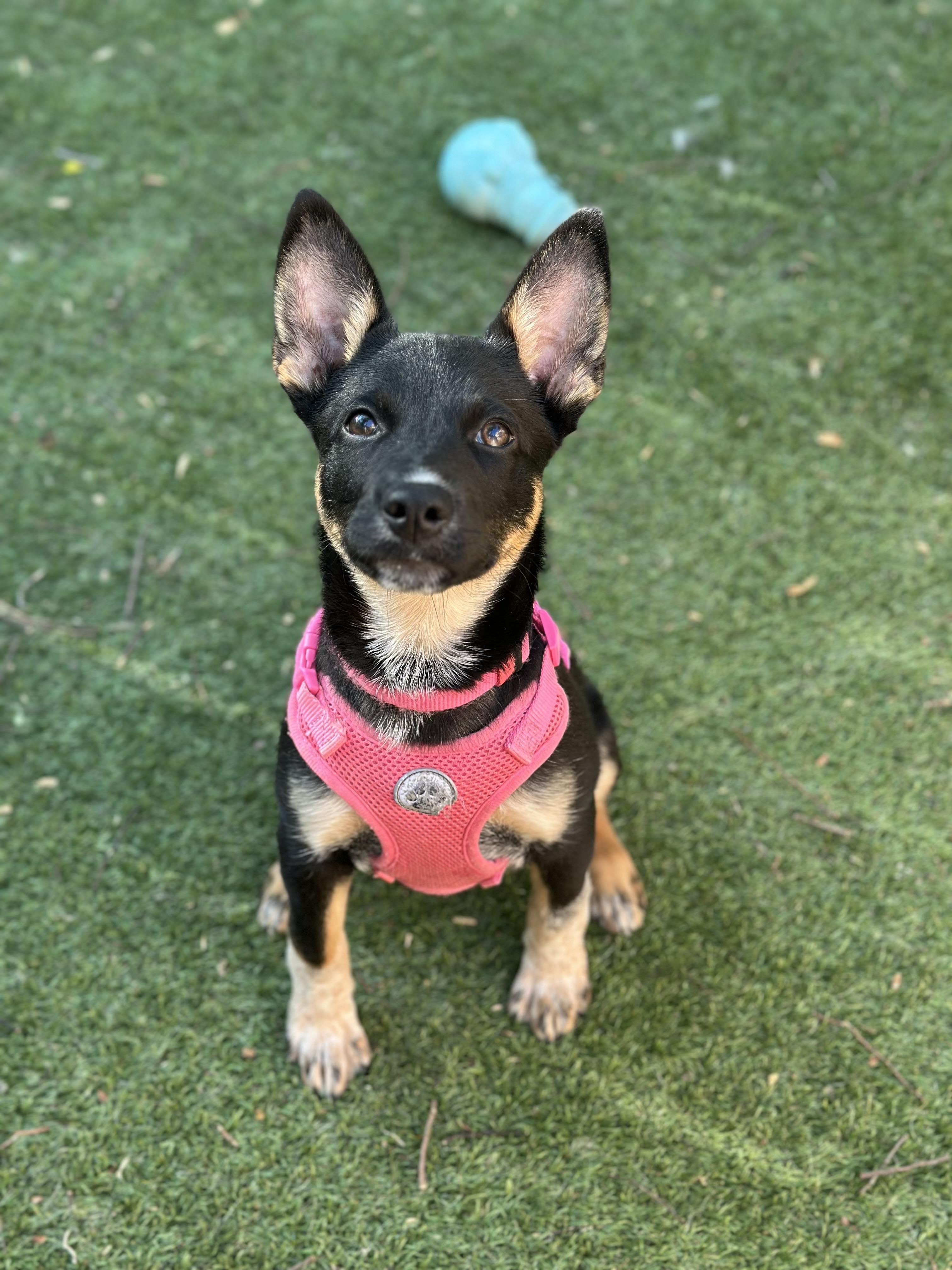 Clementine, ADOPTABLE, Puppy Female Australian Cattle Dog / Blue Heeler.
