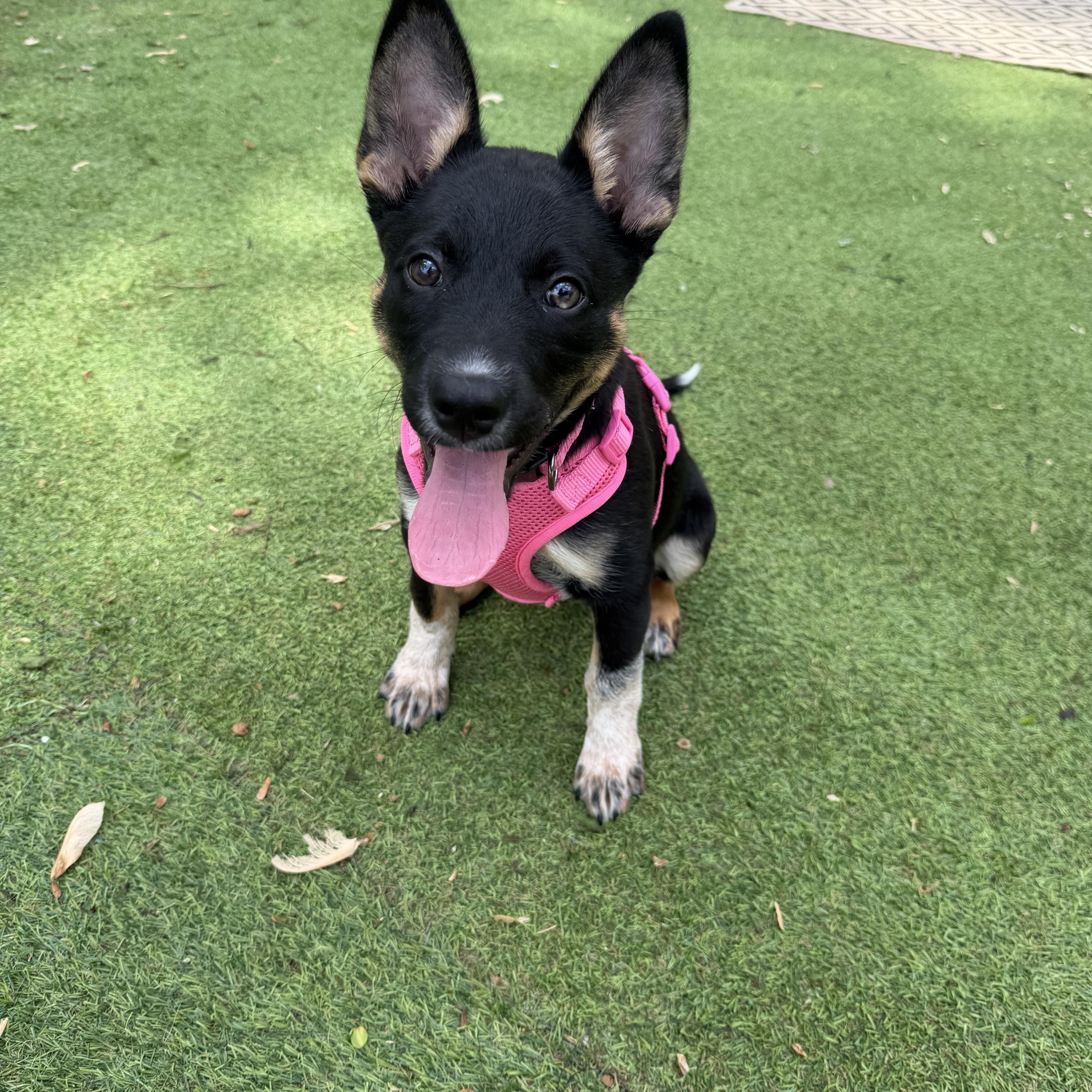 Enlarge Clementine, a ADOPTABLE mixed breed in Smyrna, TN image 2/3