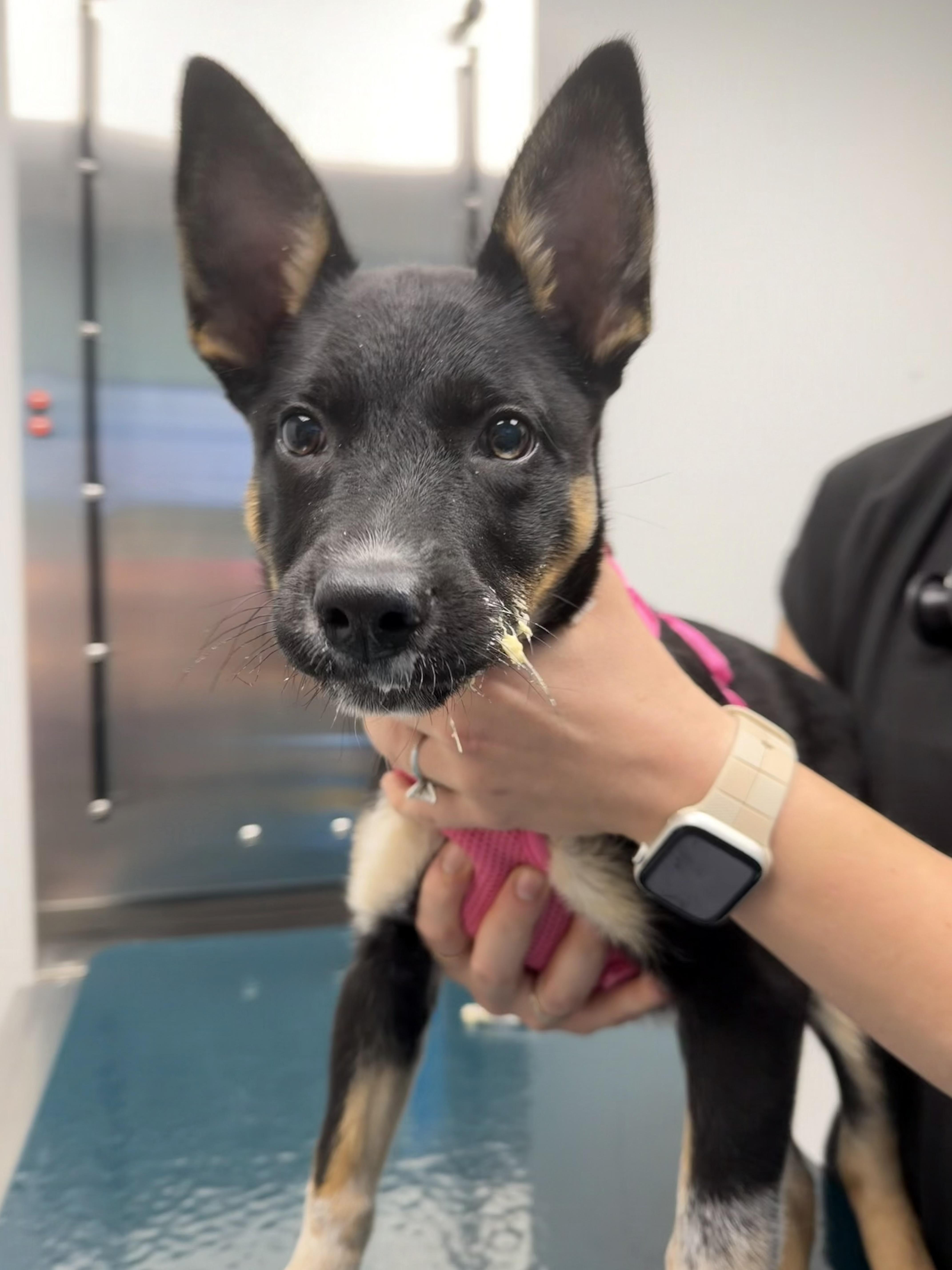 Enlarge Clementine, a ADOPTABLE mixed breed in Smyrna, TN image 3/3