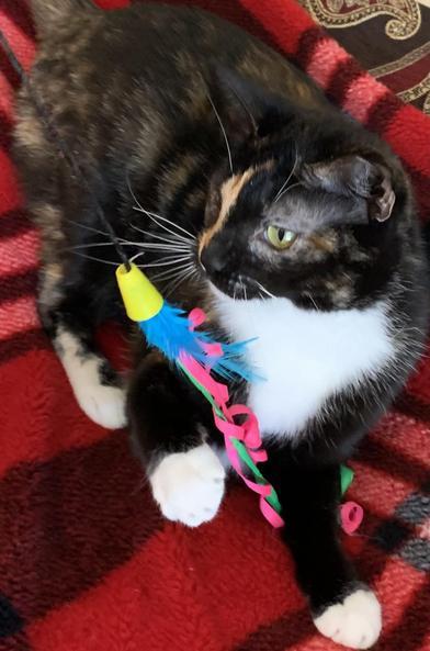 Ripley — thumbnail 2