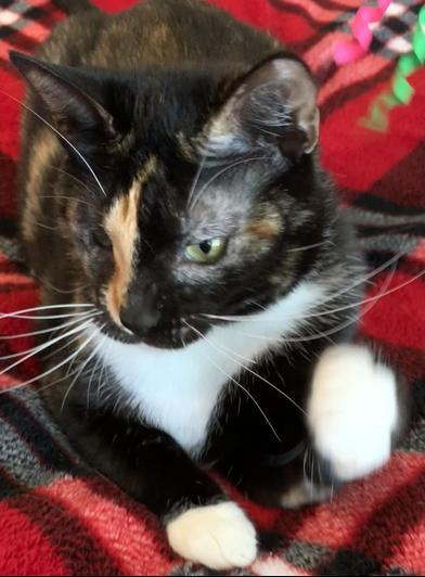 Ripley — thumbnail 3