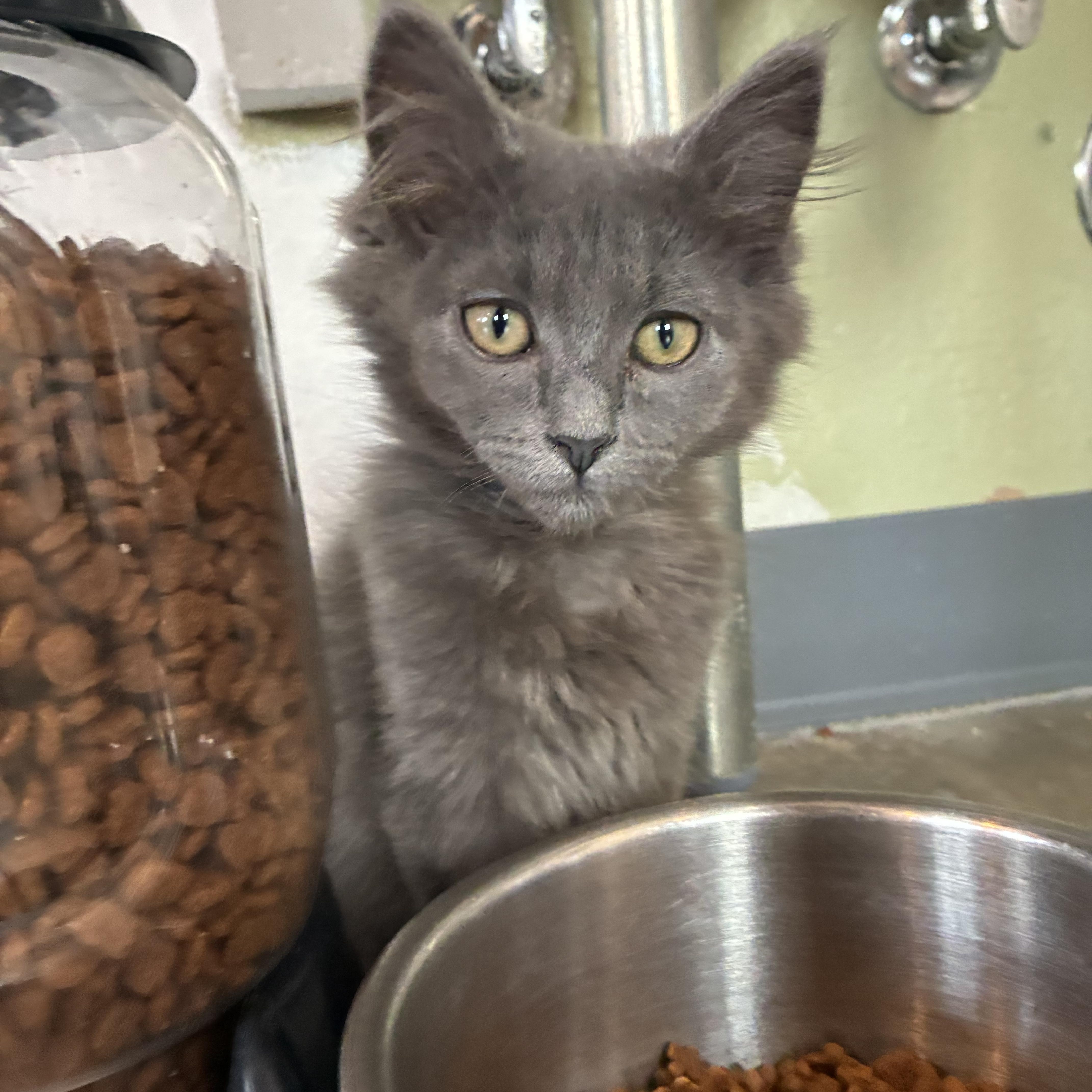 Mo, a ADOPTABLE mixed breed in Bonners Ferry, ID image 2/4