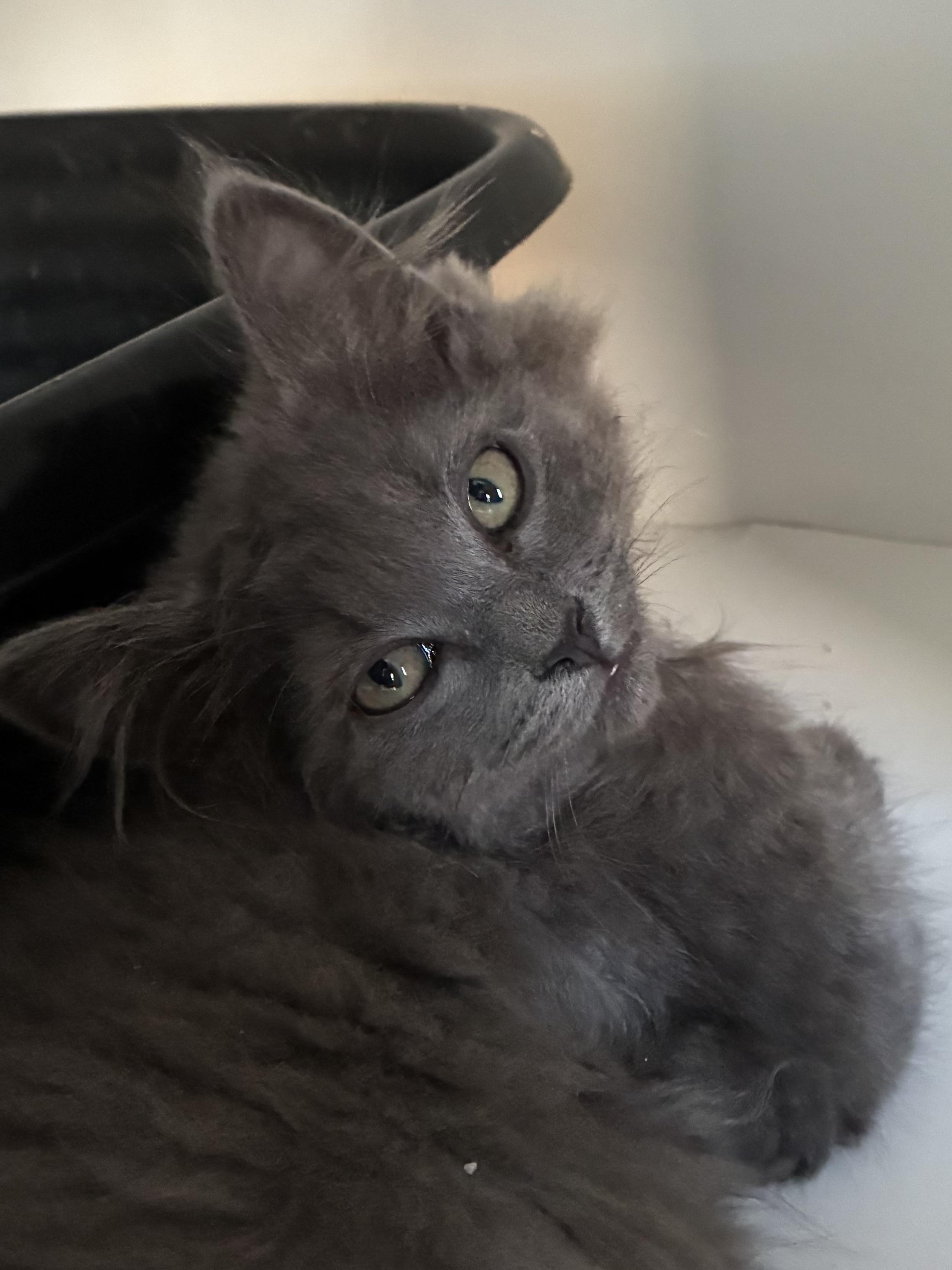 Mo, ADOPTABLE, Kitten Male Domestic Long Hair.