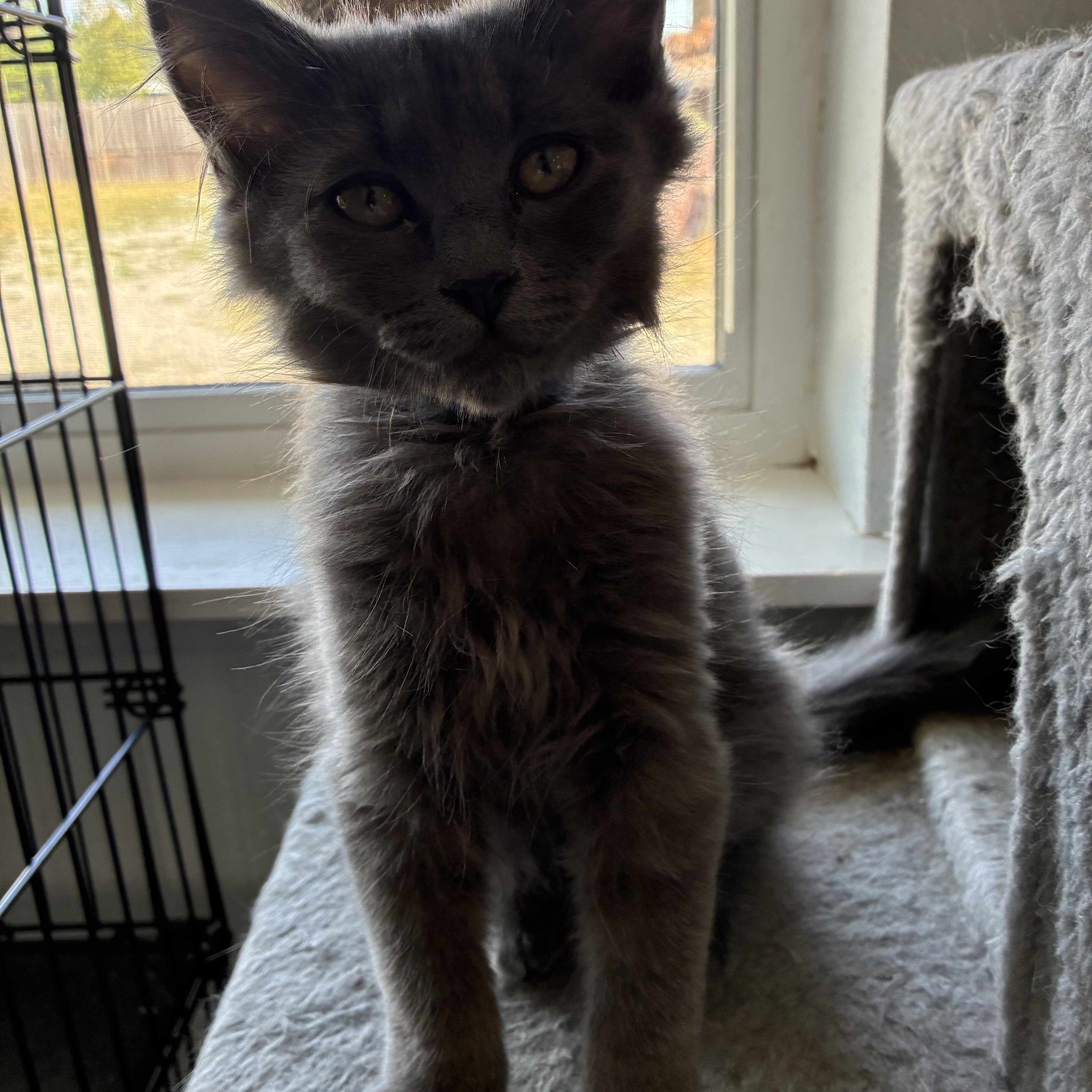 Mo, a ADOPTABLE mixed breed in Bonners Ferry, ID image 3/4