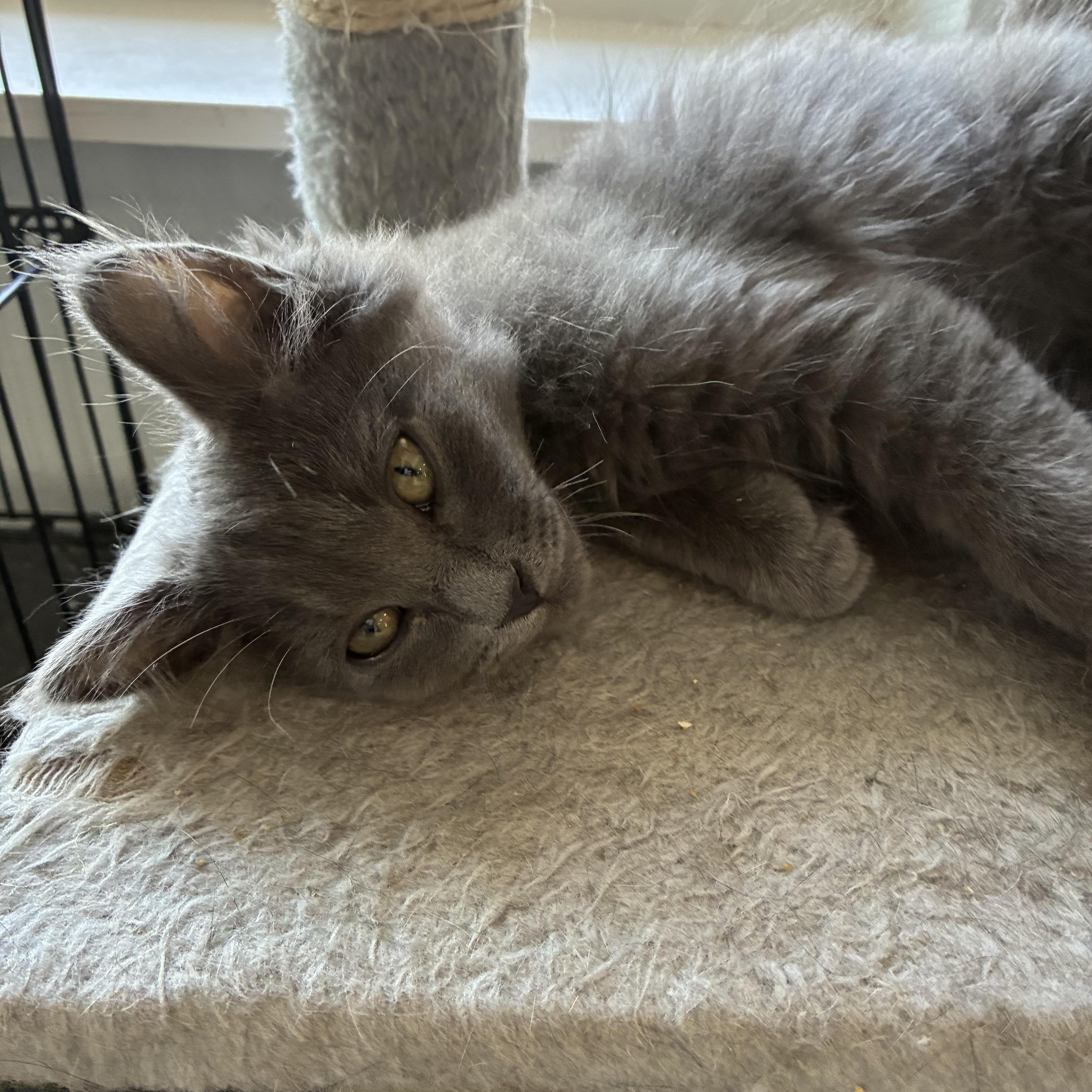 Mo, a ADOPTABLE mixed breed in Bonners Ferry, ID image 4/4