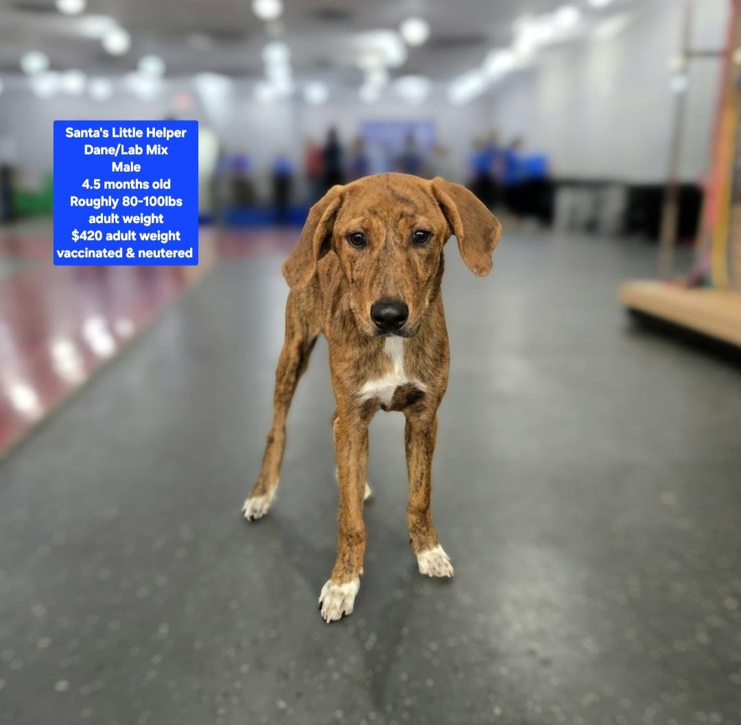Santa's Little Helper, ADOPTABLE, Puppy Male Hound.