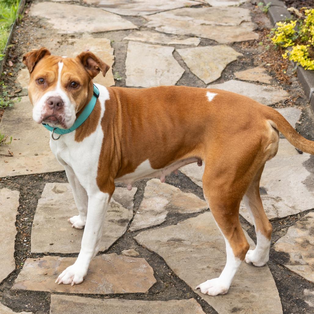 Temple, adoptable, Senior Female Mixed Breed.