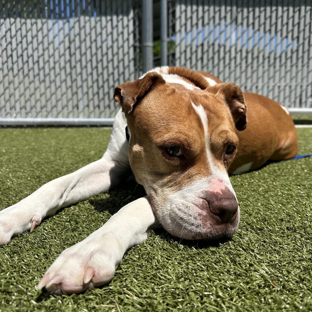 Enlarge Temple, an adoptable Mixed Breed in Cape Girardeau, MO image 2/5
