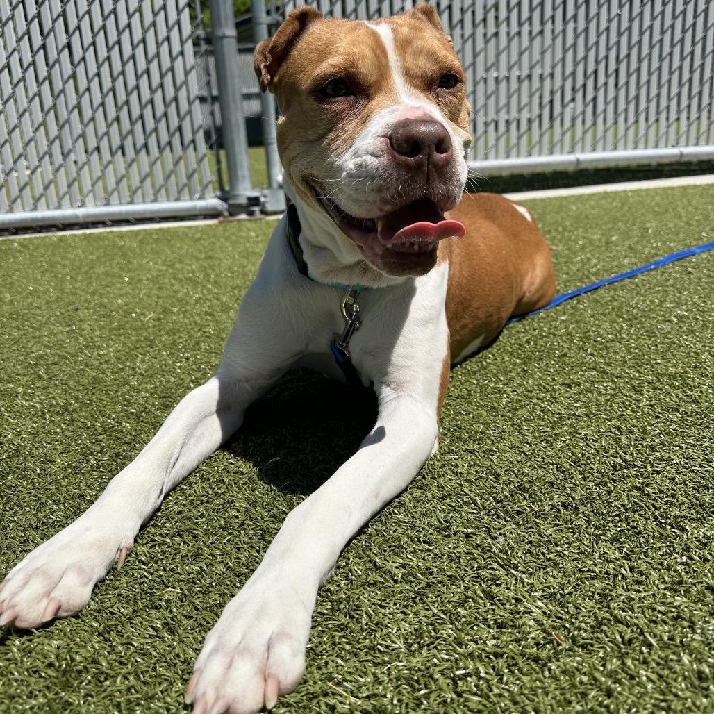 Enlarge Temple, an adoptable Mixed Breed in Cape Girardeau, MO image 5/5
