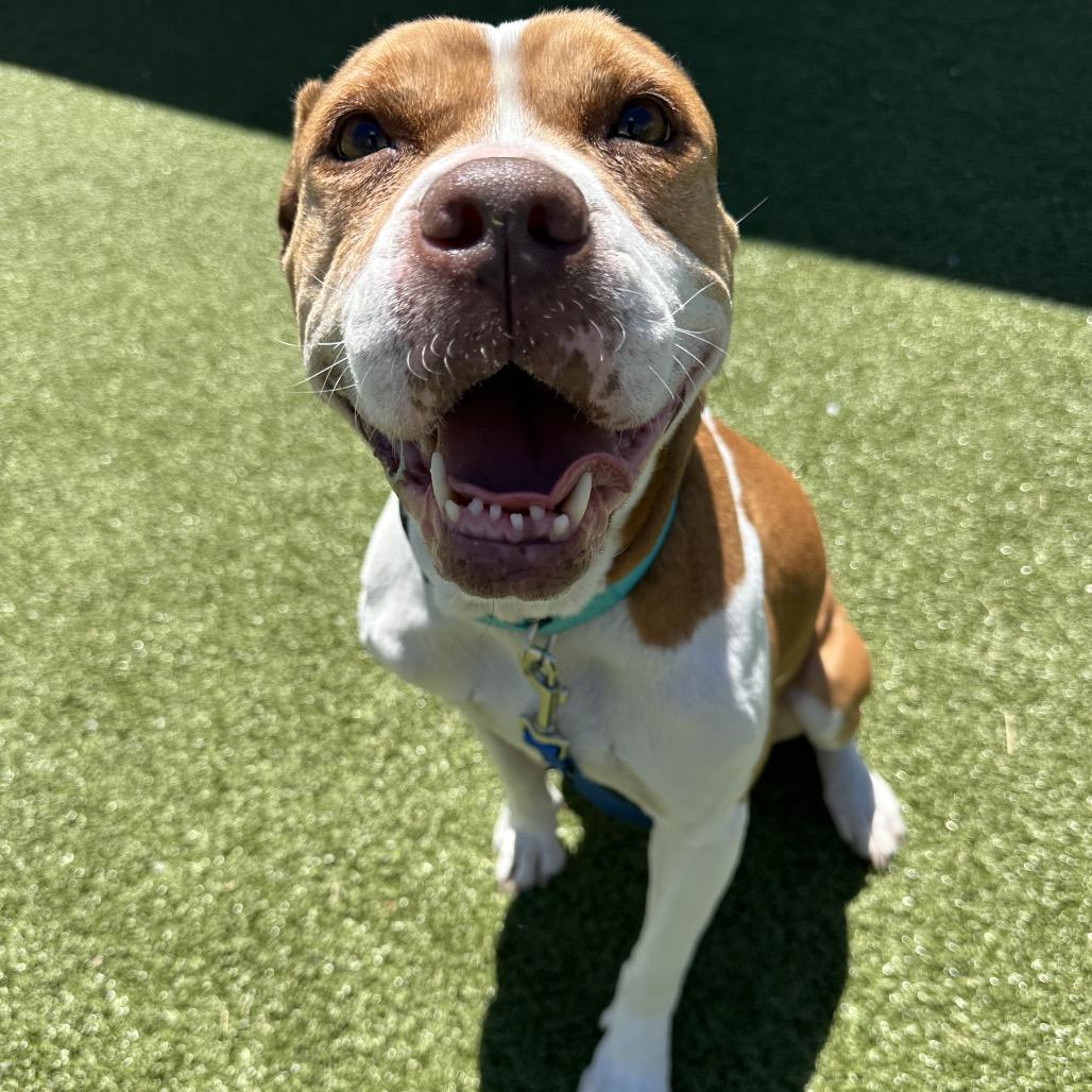 Enlarge Temple, an adoptable Mixed Breed in Cape Girardeau, MO image 4/5