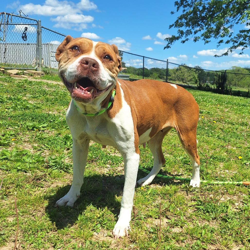 Enlarge Temple, an adoptable Mixed Breed in Cape Girardeau, MO image 3/5