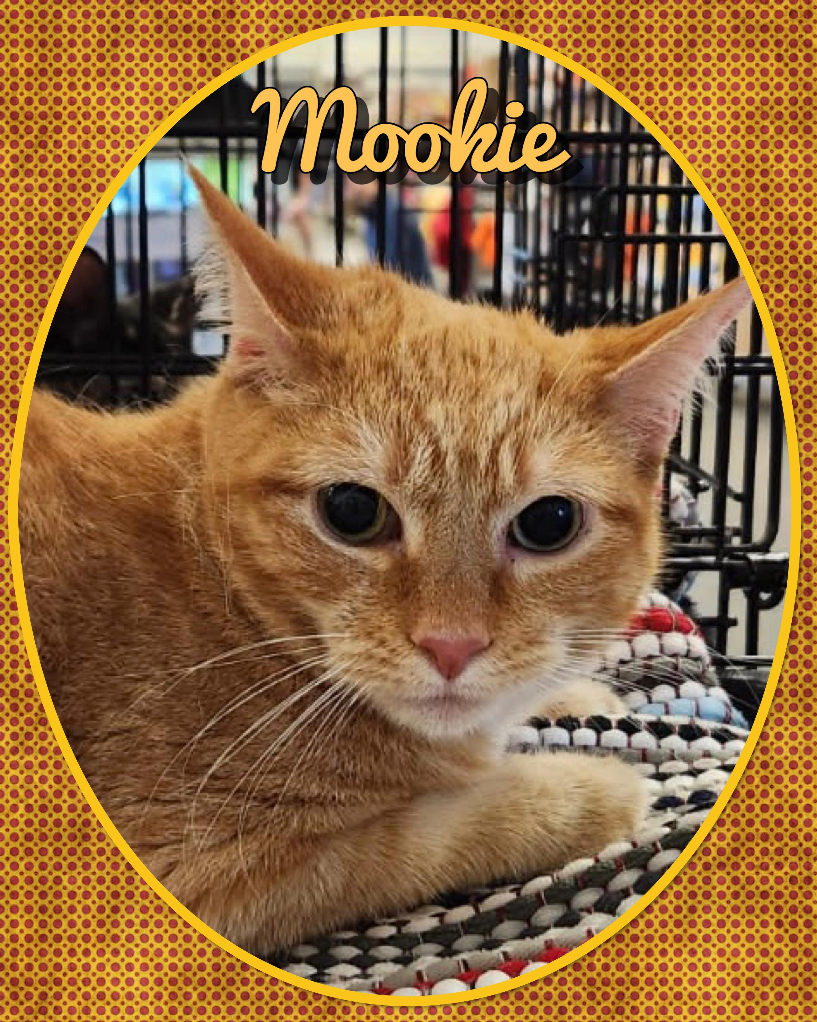 Mookie, Adoptable, Adult Male Domestic Short Hair.
