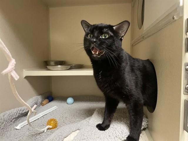 PAN, Adoptable, Young Male Domestic Short Hair.