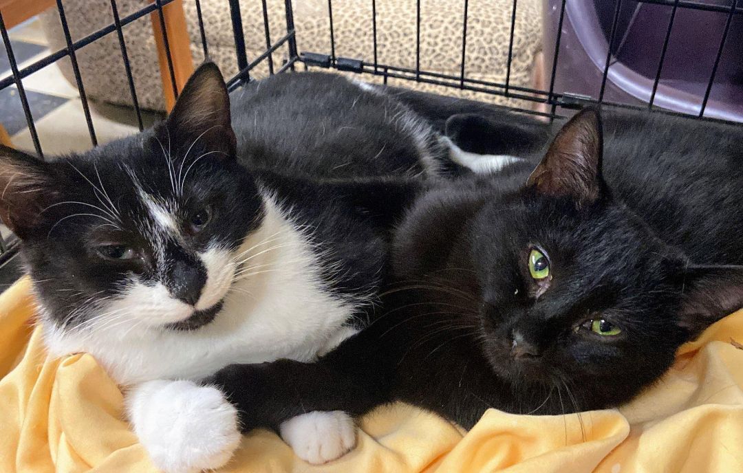 Cookie, Adoptable, Kitten Male Domestic Short Hair.