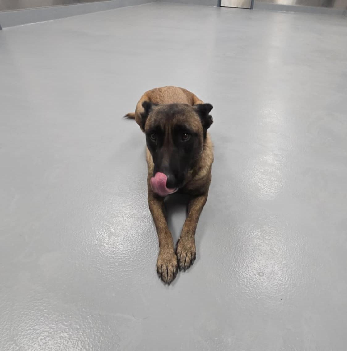 Enlarge Gracie, a Adoptable Belgian Shepherd / Malinois in Silver Springs, NV image 1/6