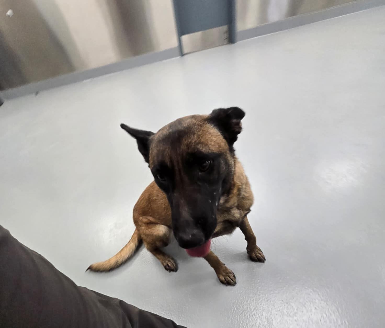 Enlarge Gracie, a Adoptable Belgian Shepherd / Malinois in Silver Springs, NV image 2/6