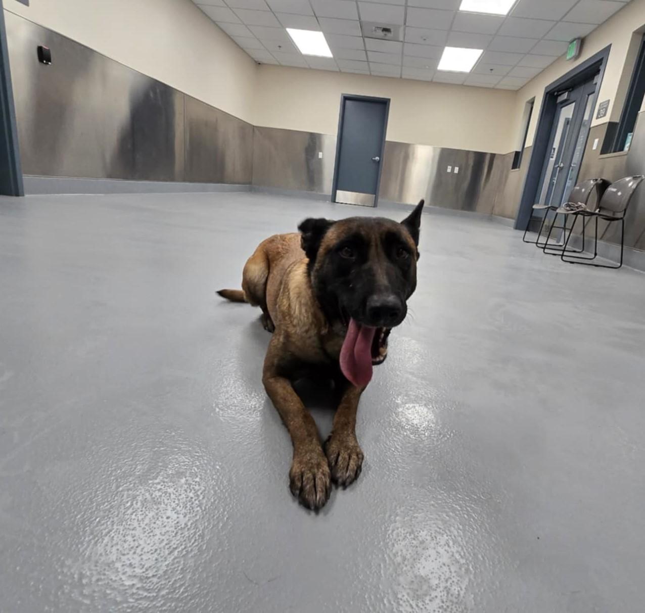 Enlarge Gracie, a Adoptable Belgian Shepherd / Malinois in Silver Springs, NV image 4/6