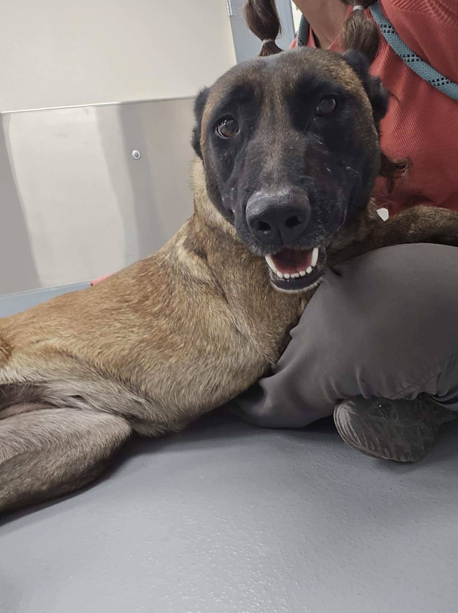 Enlarge Gracie, a Adoptable Belgian Shepherd / Malinois in Silver Springs, NV image 5/6