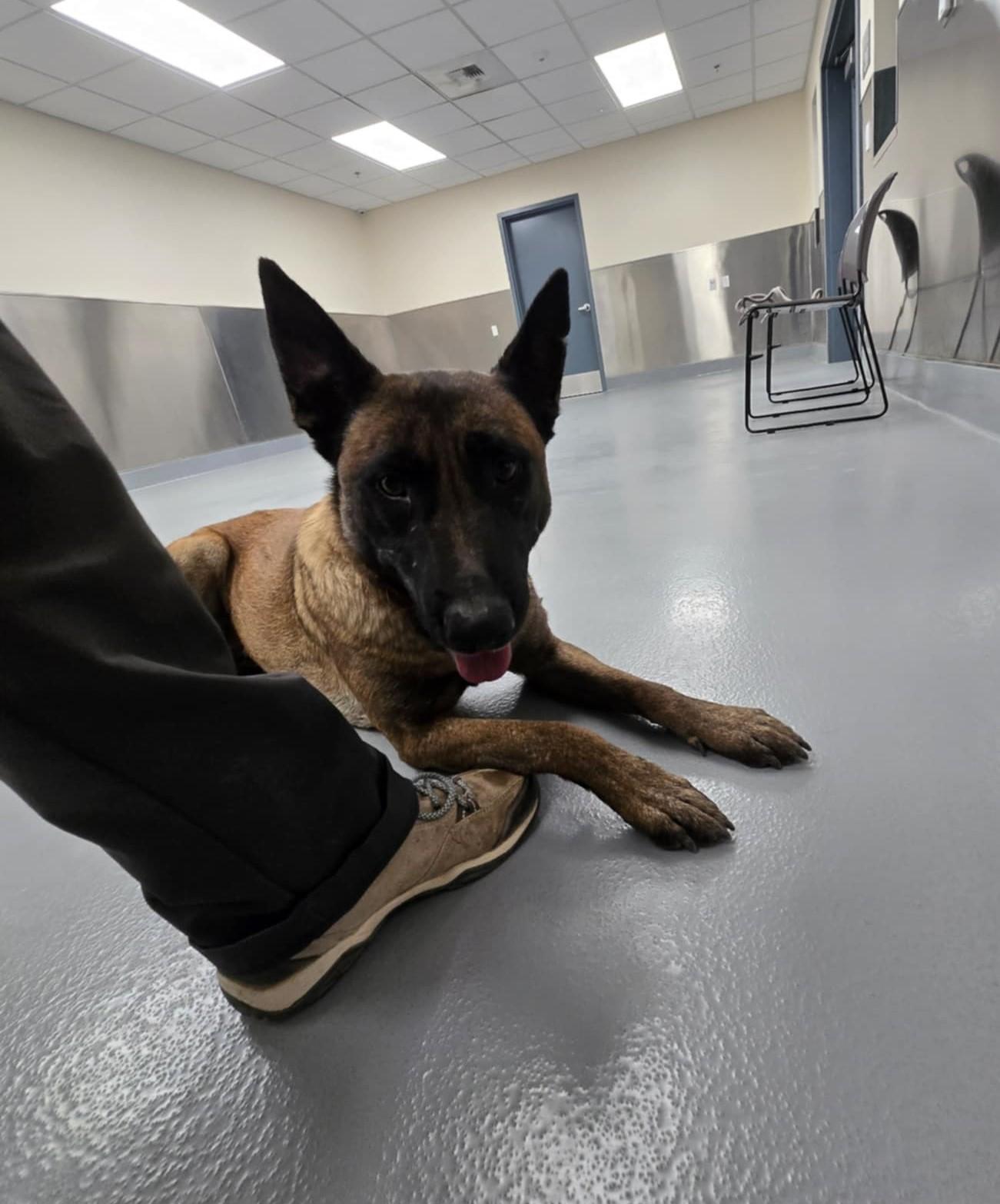 Enlarge Gracie, a Adoptable Belgian Shepherd / Malinois in Silver Springs, NV image 6/6