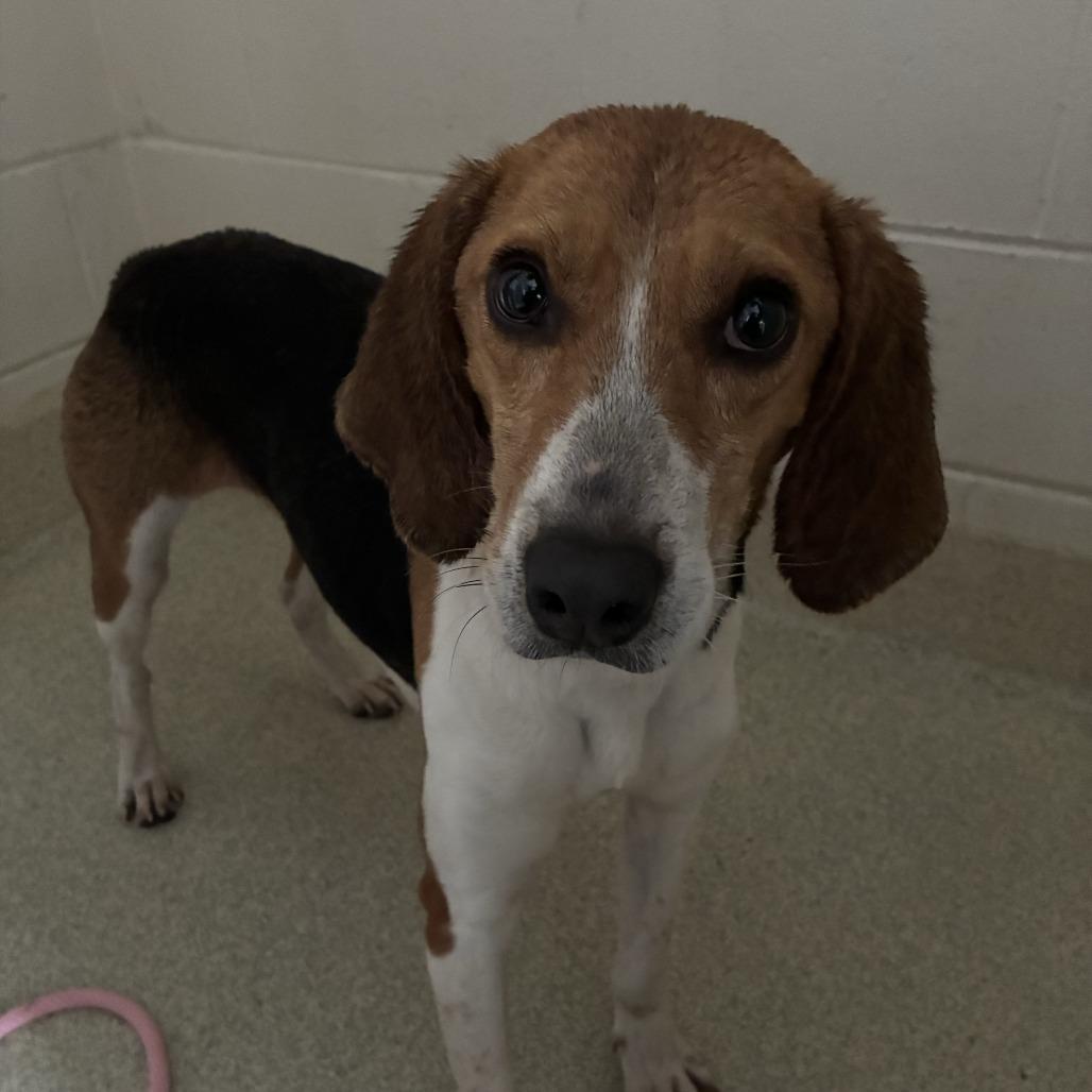 Enlarge Penelope, a Adoptable Hound in Windsor, VA image 1/1