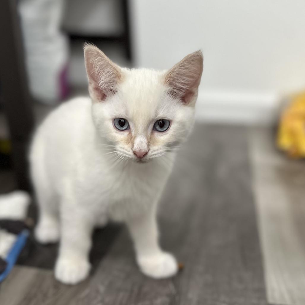 Cider, a Adoptable Domestic Short Hair in Commerce City, CO image 1/5