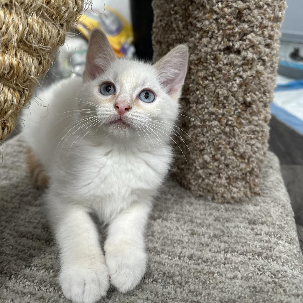 Cider, a Adoptable Domestic Short Hair in Commerce City, CO image 2/5
