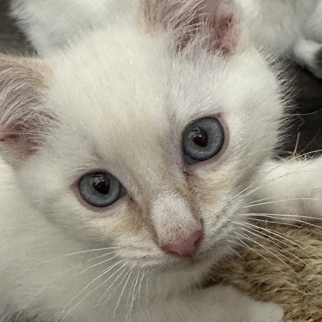 Cider, a Adoptable Domestic Short Hair in Commerce City, CO image 3/5